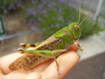 Locusta_migratoria_manilensis