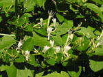 Lonicera_japonica