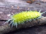 Lonomia_obliqua