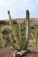 Lophocereus_schottii