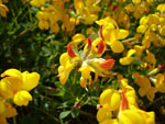 Lotus_corniculatus
