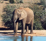 Loxodonta_africana