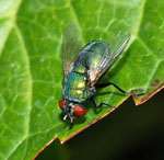 Lucilia_sericata