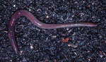 Lumbricus_rubellus