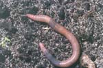 Lumbricus_terrestris