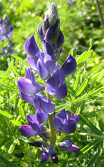 Lupinus_angustifolius_cultivar_Tanjil