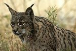 Lynx_pardinus