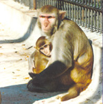 Macaca_mulatta