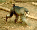 Macaca_nemestrina