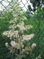 Macleaya_cordata