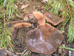 Macrocystidia_cucumis