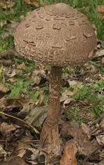 Macrolepiota_fuliginosa