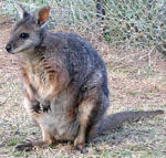 Macropus_eugenii