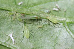 Macrosiphum_euphorbiae