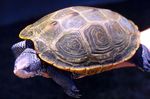 Malaclemys_terrapin_terrapin