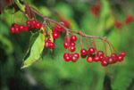 Malus_sieboldii