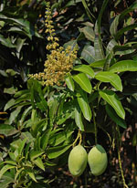 Mangifera_indica