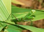 Mantis_religiosa