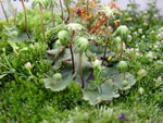 Marchantia_polymorpha