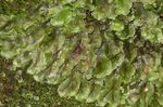 Marchantia_polymorpha_subsp__ruderalis