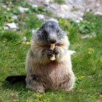 Marmota_marmota_marmota