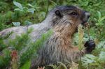 Marmota_monax