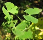 Marsilea_vestita