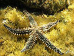 Marthasterias_glacialis