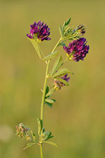 Medicago_sativa