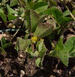 Medicago_truncatula_isolate_CADL_HM342