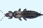 Megalurothrips_sjostedti