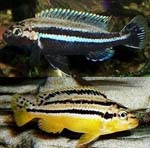 Melanochromis_auratus_str__Domwe_Island