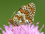 Melitaea_cinxia