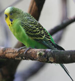 Melopsittacus_undulatus