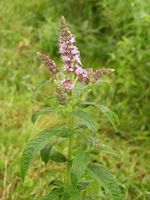 Mentha_longifolia