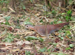 Mesitornis_unicolor