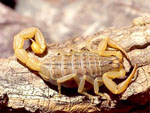 Mesobuthus_gibbosus