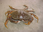 Metacarcinus_magister