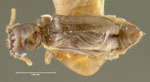 Micromalthus_debilis