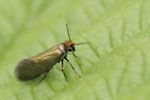 Micropterix_calthella