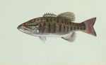 Micropterus_dolomieu