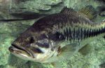 Micropterus_floridanus