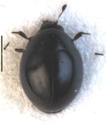 Microsporus_sphaerius