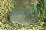 Microtus_ochrogaster