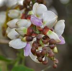 Millettia_pinnata