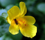 Mimulus_guttatus