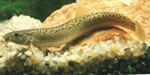 Misgurnus_anguillicaudatus