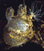 Molgula_tectiformis