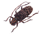 Monochamus_alternatus