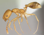 Monomorium_pharaonis